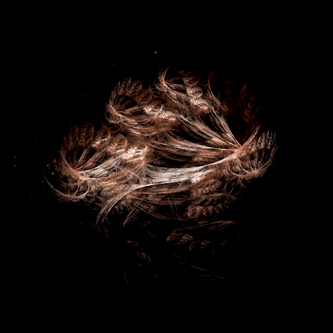 Animated fractal resembling copper feathery wheat stalks on black background